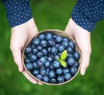 Blueberry (Fresh Farm Blueberries)
