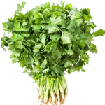 Coriander Leaf / Dhaniya