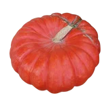 Red Pumpkin
